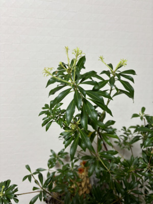 【上田市】芽がでました🍀