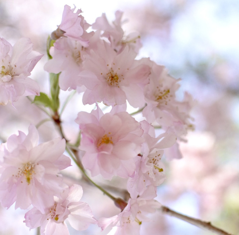 【松本市】お披露目会開催中/桜堪能物語