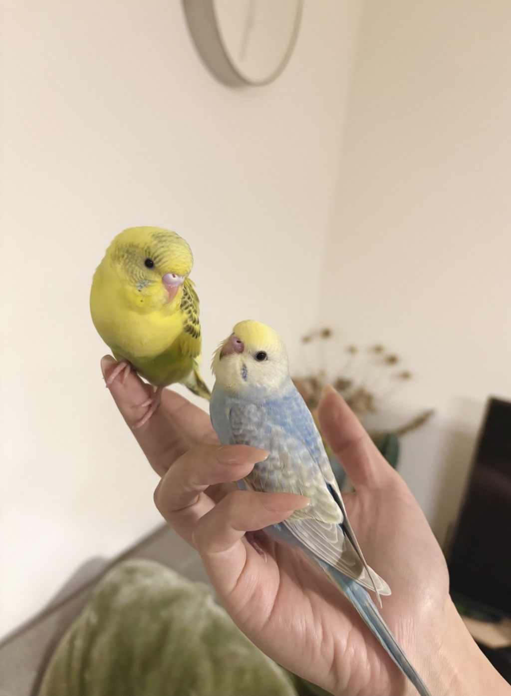 【須坂市須坂】お披露目会開催！🐤