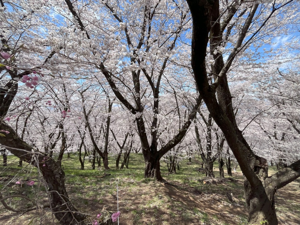 【安曇野】＼５月開催／お披露目会受付開始！